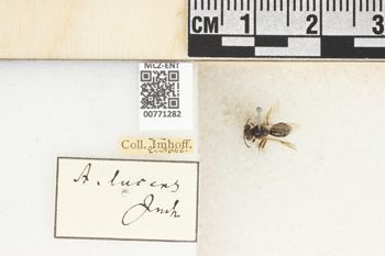 Media type: image;   Entomology 771282 Aspect: Labels